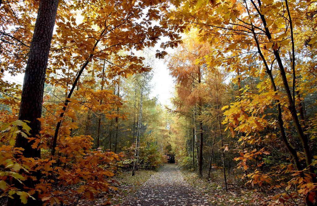 Długi weekend listopadowy w Villi Skomanda